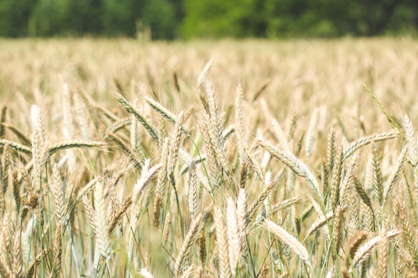 Whole Grain Rye